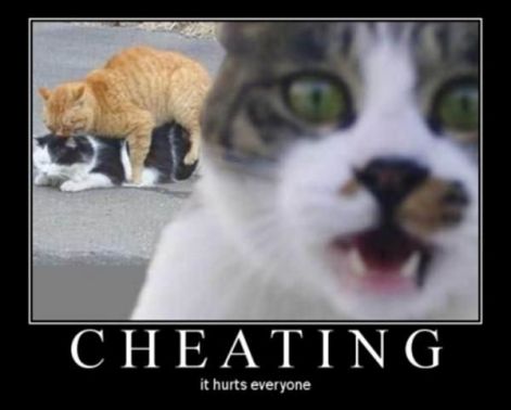 cheating_cats-13296.jpg